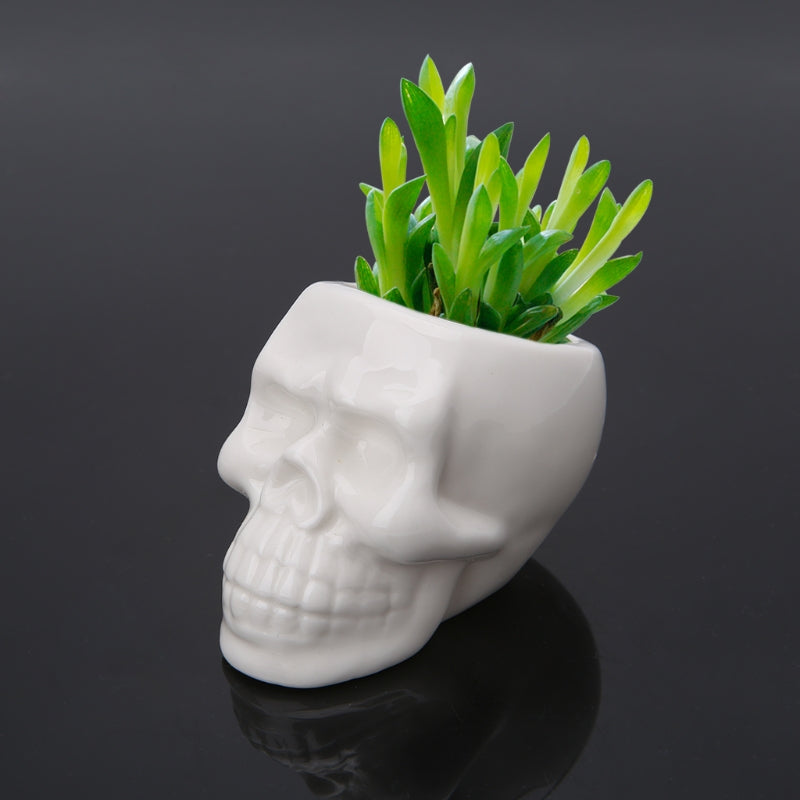 Skull Succulent Pot